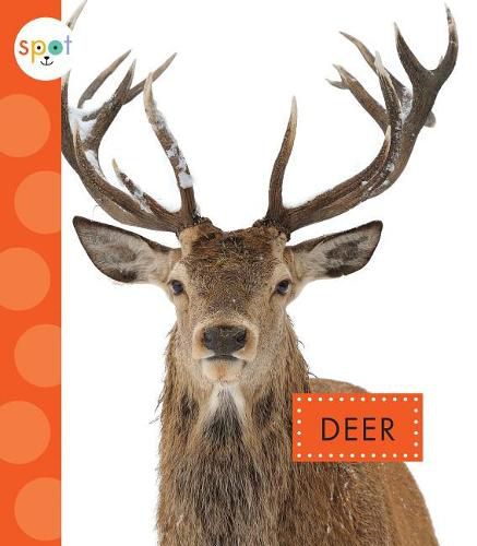 Cover image for Deer