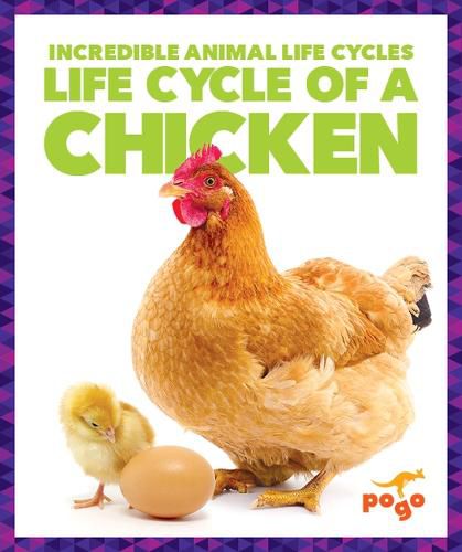 Life Cycle of a Chicken