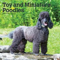 Cover image for Poodles, Toy and Miniature 2020 Square Wall Calendar