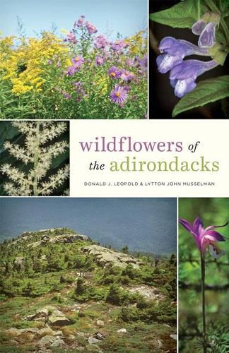 Cover image for Wildflowers of the Adirondacks