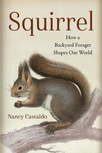 Cover image for Squirrel