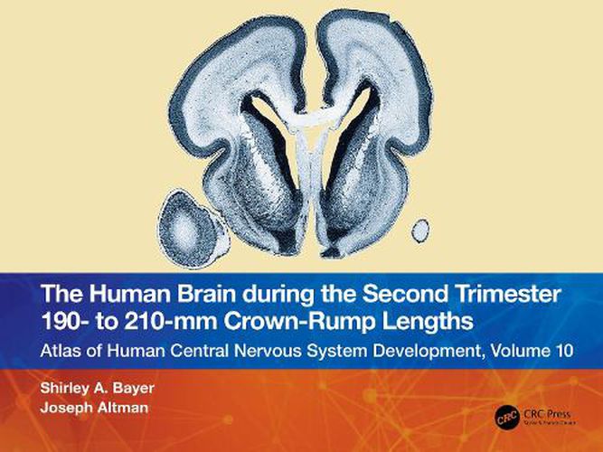 The Human Brain during the Second Trimester 190- to 210-mm Crown-Rump Lengths