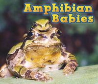 Cover image for Amphibian Babies