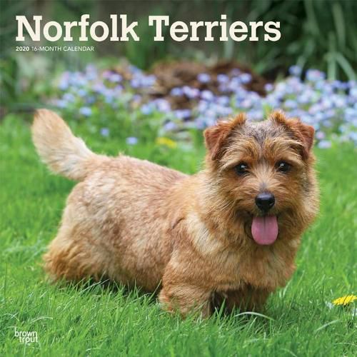 Norfolk Terriers 2020 Square Wall Calendar