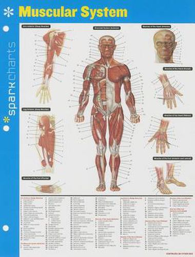 Cover image for Muscular System SparkCharts