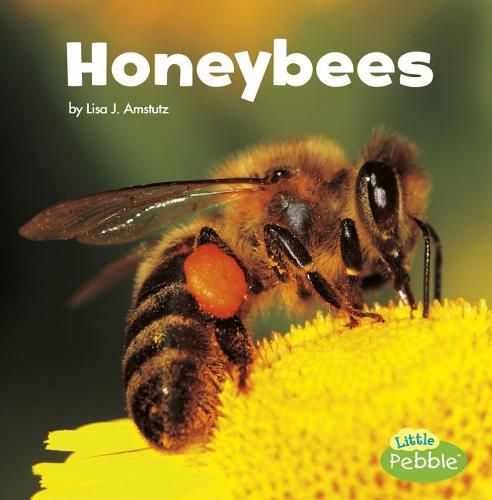 Cover image for Honeybees (Little Critters)