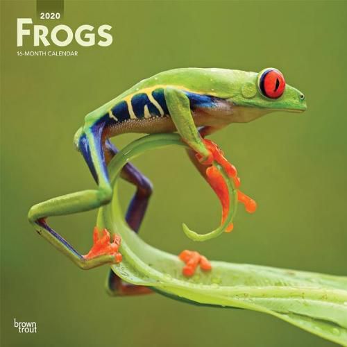 Frogs 2020 Square Wall Calendar