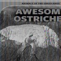 Cover image for Awesome Ostriches