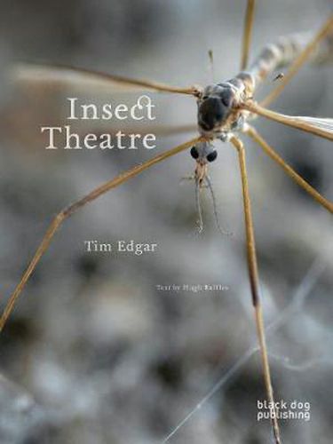 Cover image for Insect Theatre