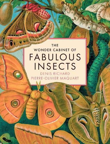 Cover image for The Wonder Cabinet of Fabulous Insects