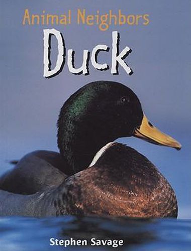 Duck