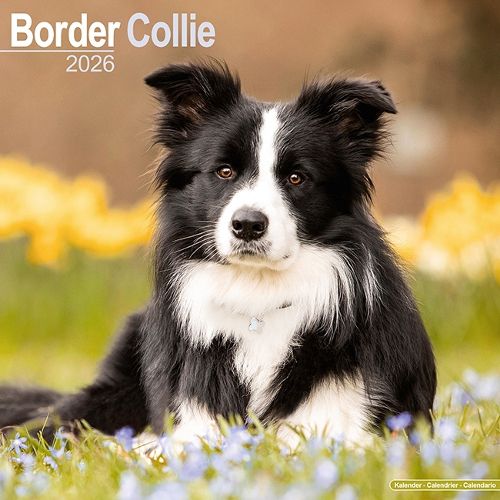 Cover image for Border Collie Calendar 2026 Square Dog Breed Wall Calendar - 16 Month