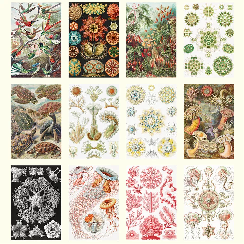 Haeckel Medium 2026 Calendar