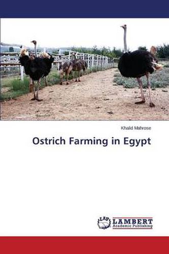 Ostrich Farming in Egypt