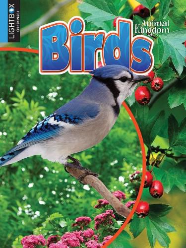 Cover image for Birds