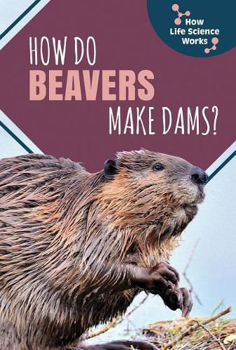 Cover image for How Do Beavers Make Dams?