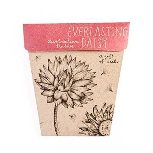 Cover image for Seed Card - Everlasting Daisy