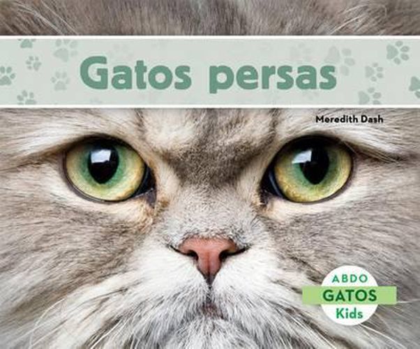 Gatos Persas