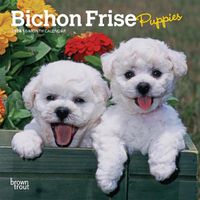 Cover image for Bichon Frise Puppies 2024 Mini 7x7