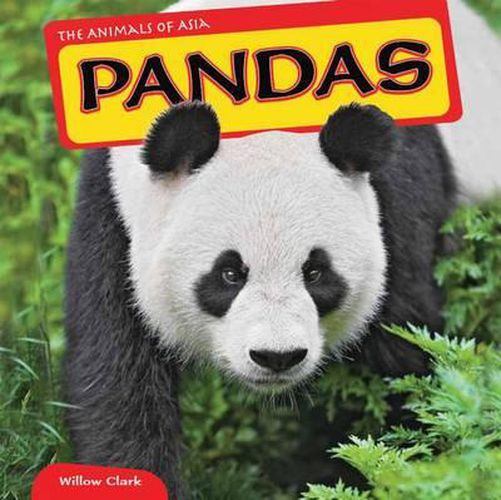 Cover image for Pandas