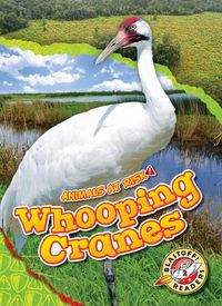 Cover image for Whooping Cranes