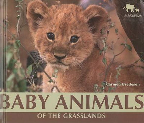 Baby Animals of the Grasslands