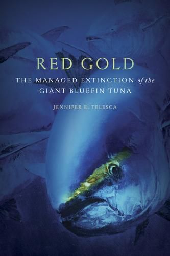 Cover image for Red Gold: The Managed Extinction of the Giant Bluefin Tuna