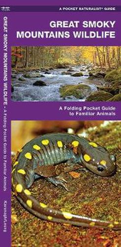 Cover image for Great Smoky Mountains Wildlife: A Folding Pocket Guide to Familiar Species