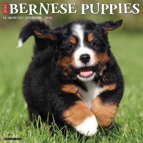Cover image for Bernese Mountain Puppies 2026 12 X 12 Wall Calendar