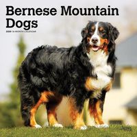 Cover image for Bernese Mountain Dogs 2020 Square Wall Calendar
