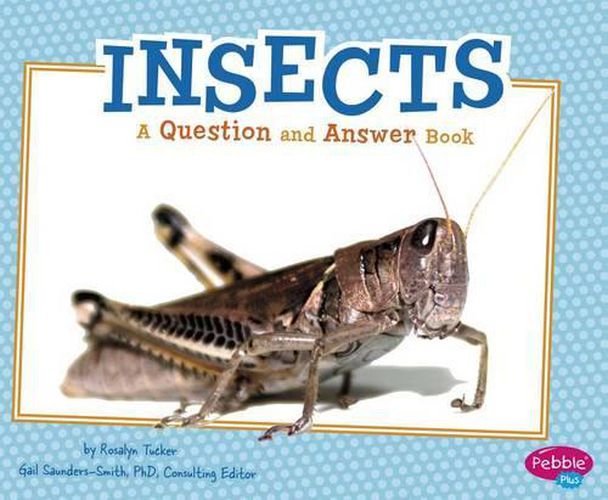 Cover image for Insects QandA