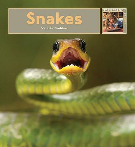 Cover image for Snakes