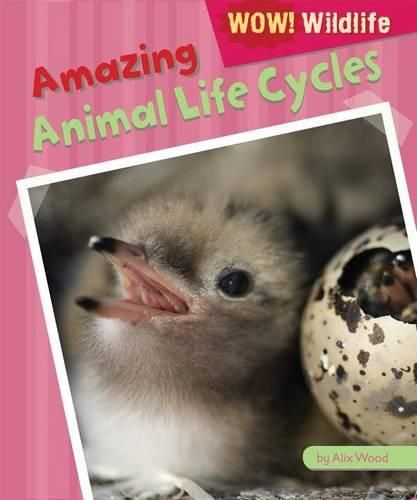 Cover image for Amazing Animal Life Cycles