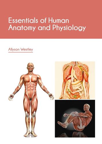 Cover image for Essentials of Human Anatomy and Physiology