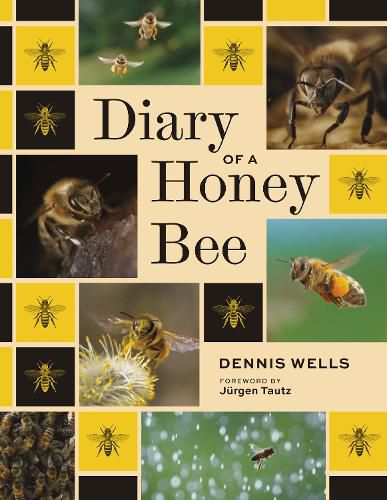 Cover image for Diary of a Honey Bee