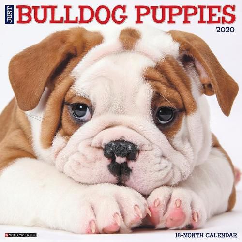 Cover image for Just Bulldog Puppies 2020 Wall Calendar (Dog Breed Calendar)
