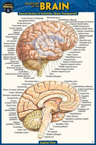 Cover image for Anatomy of the Brain (Pocket-Sized Edition - 4x6 Inches)