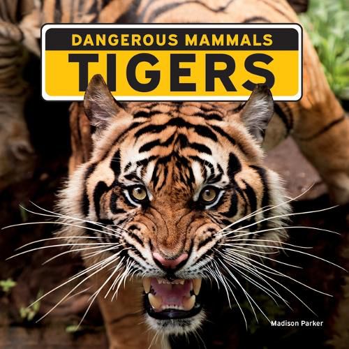 Cover image for Tigers