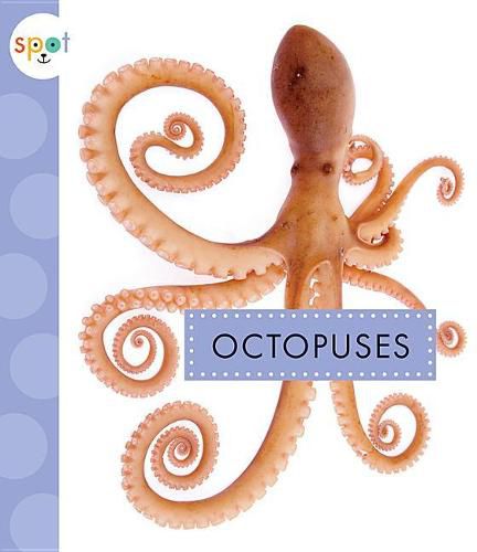 Cover image for Octopuses