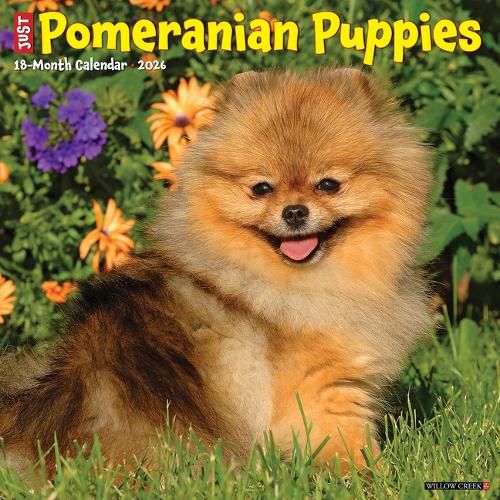 Cover image for Pomeranian Puppies 2026 12 X 12 Wall Calendar