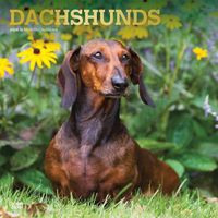 Cover image for Dachshunds 2024 Square Foil