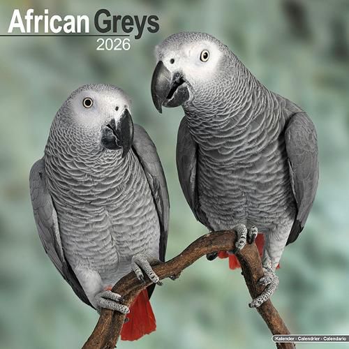 Cover image for African Greys Calendar 2026 Square Bird Wall Calendar - 16 Month