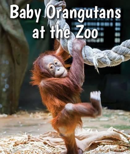 Cover image for Baby Orangutans at the Zoo