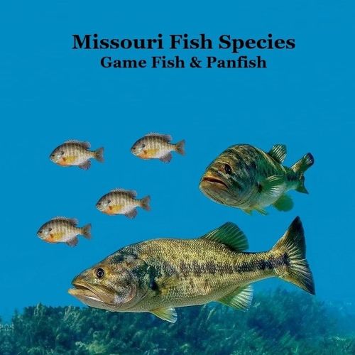 Cover image for Missouri Game Fish and Panfish Species Kids Book