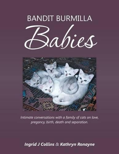 Cover image for Bandit Burmilla Babies: Intimate conversations with a family of cats on love, pregancy, birth, death and separation.