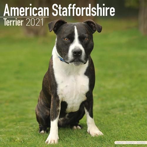 Cover image for American Staffordshire Terrier 2021 Wall Calendar