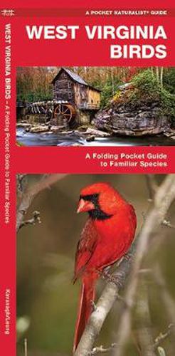 Cover image for West Virginia Birds: A Folding Pocket Guide to Familiar Species