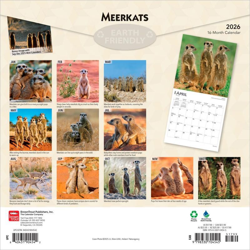 Meerkats 2026 Square Wall Calendar