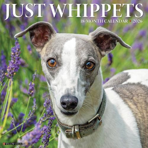 Cover image for Whippets 2026 12 X 12 Wall Calendar