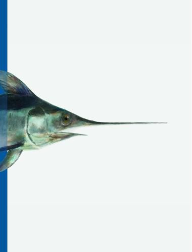 Cover image for Gerhard Winkler: Fishes and Cephalopods: Cat. Die Photographische Sammlung/Sk Stiftung Kultur